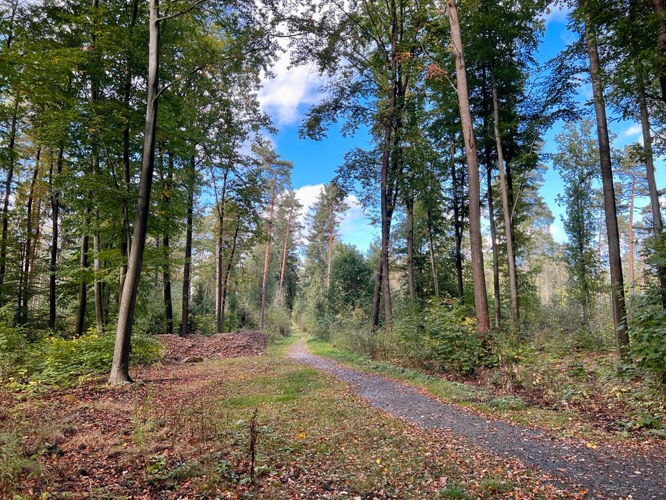 Nordic Walking in Dresdner Heide - Begleitung gesucht in Dresden