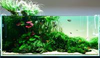 Aquascaping aquarium Coaching & Beratung, 25 Jahre Erfahrung Nordrhein-Westfalen - Mönchengladbach Vorschau