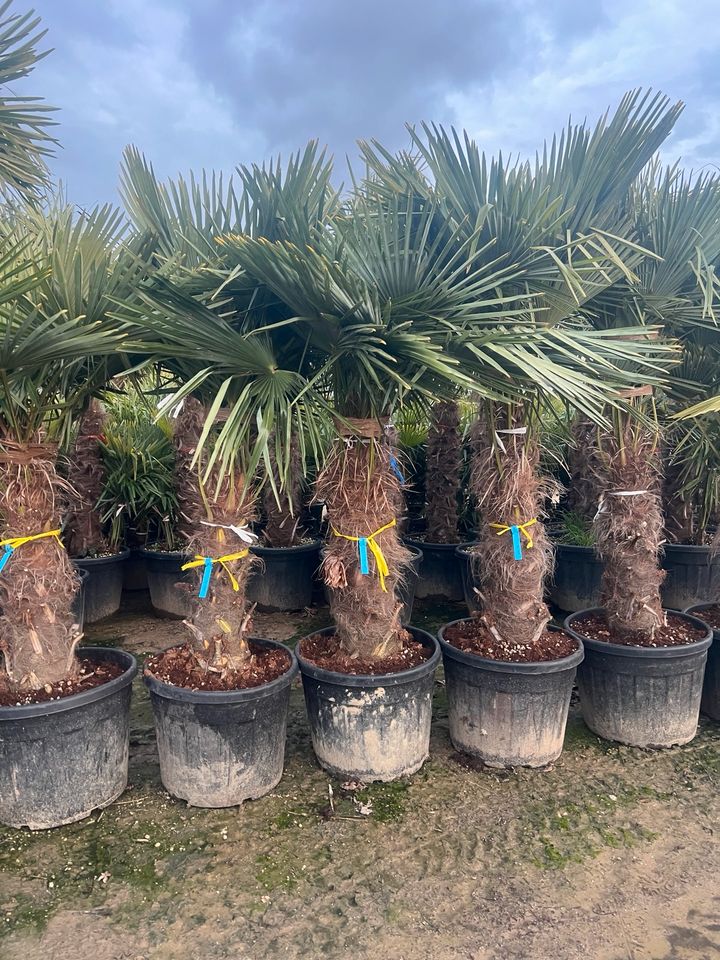 Hanfpalme trachycarpus fortunei winterhart in Altlußheim