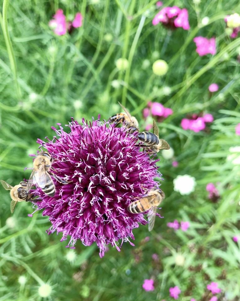 Wildstaudenbeet Nützlinge Bienen Hummeln Schmetterlinge Garten in Schwenningen