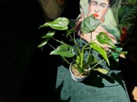 Alocasia Cuculatta 2 Pflanzen Bayern - Nersingen Vorschau