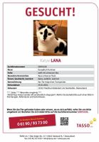 Lana/ Katze vermisst/ EKH/ Gesucht Nordrhein-Westfalen - Preußisch Oldendorf Vorschau