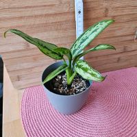 Aglaonema / Kolbenfaden Rheinland-Pfalz - Niederhausen Vorschau