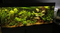 Aquarienpflege Brandenburg - Wittenberge Vorschau