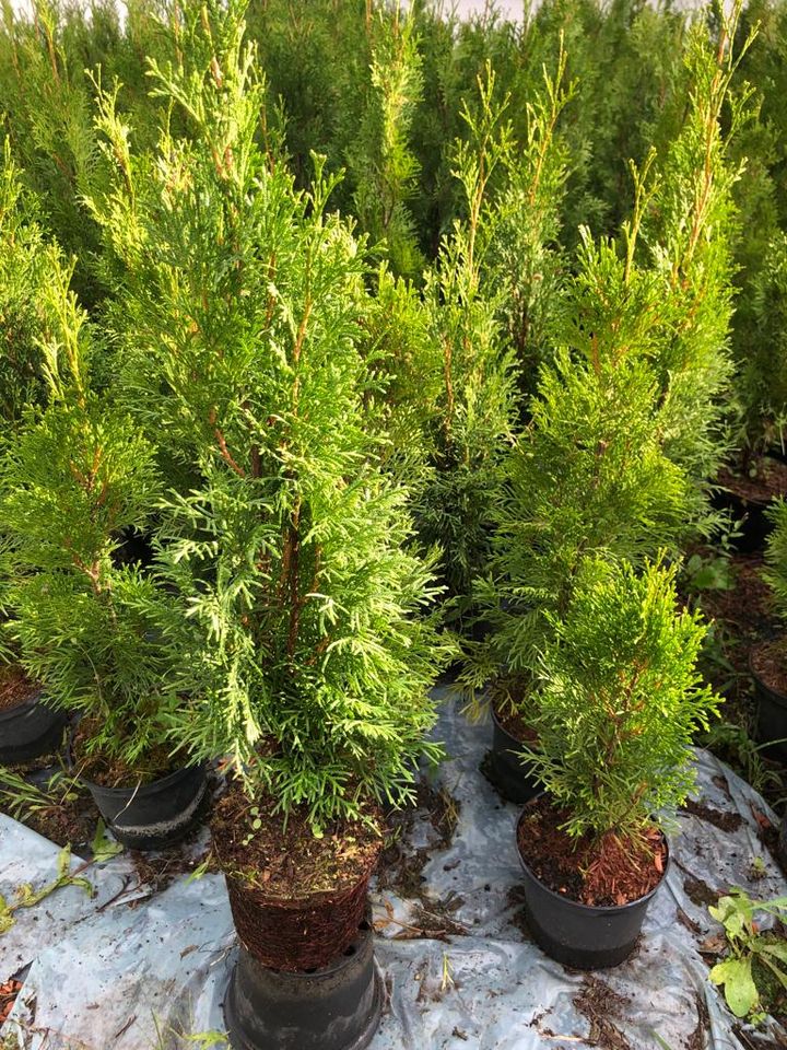 Sonderangebot: 18 x Thuja Smaragd 40-60 cm *Kostenloser Versand* in Mietraching