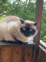 BKH Katze zum verkaufen Saarland - Homburg Vorschau