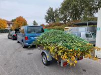 Garten helfen, schneiden, Wegschmeissen. Bayern - Fraunberg Vorschau