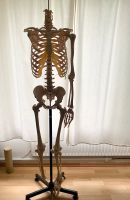 Skelett Anatomie inkl. Ständer Hamburg-Mitte - Hamburg Borgfelde Vorschau