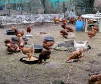 Legehühner, ca. 1 1/2 Jahre, insgesamt 60 Hühner möglich Baden-Württemberg - Ettlingen Vorschau