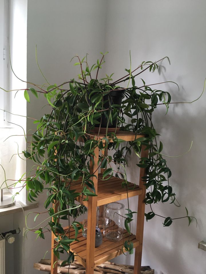 Ableger Peperomia pereskiifolia Zimmerpflanze Zwergpfeffer Pflanz in Hamburg