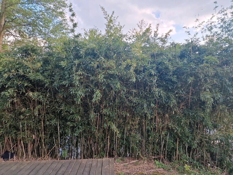 Säulenförmige Bambuspflanzen - ca. 15qm in Celle
