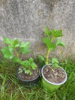 Stachelbeeren Pflanze Bayern - Landshut Vorschau