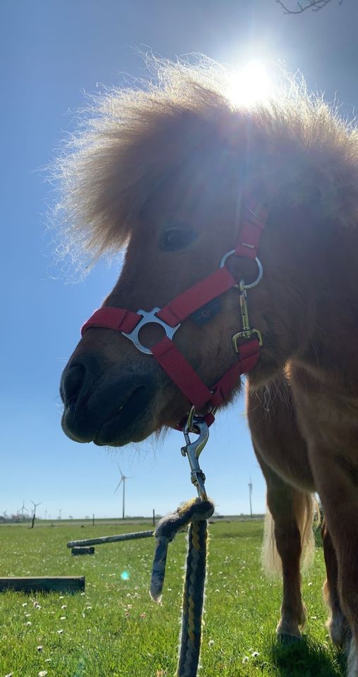 Mini Shetty Hengst in Marne