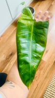 Philodendron jose Buono Jungpflanze Rheinland-Pfalz - Mutterstadt Vorschau