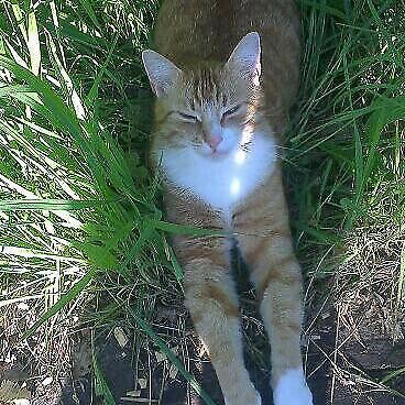 Roter Kater / Katze vermisst bei Rastede / Niedersachsen in Rastede