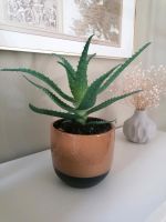 Aloe Vera mit Topf, Aloevera, Zimmerpflanze, Kaktus, Sukkukente Bonn - Beuel Vorschau