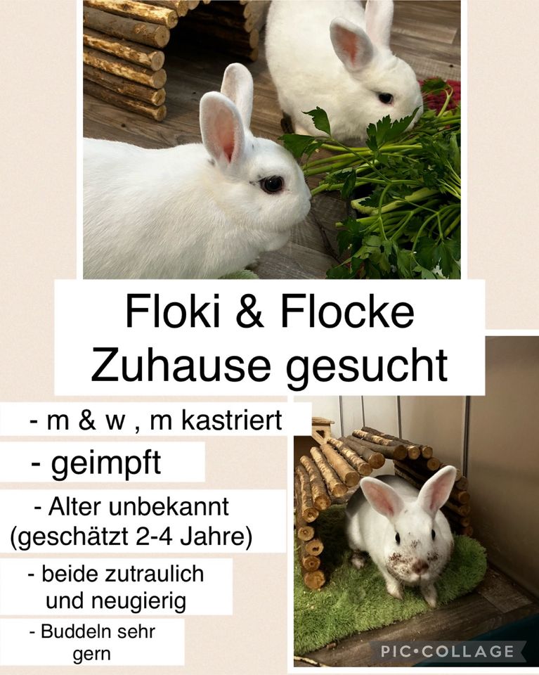 Kaninchen Kaninchenpaar in Berlin
