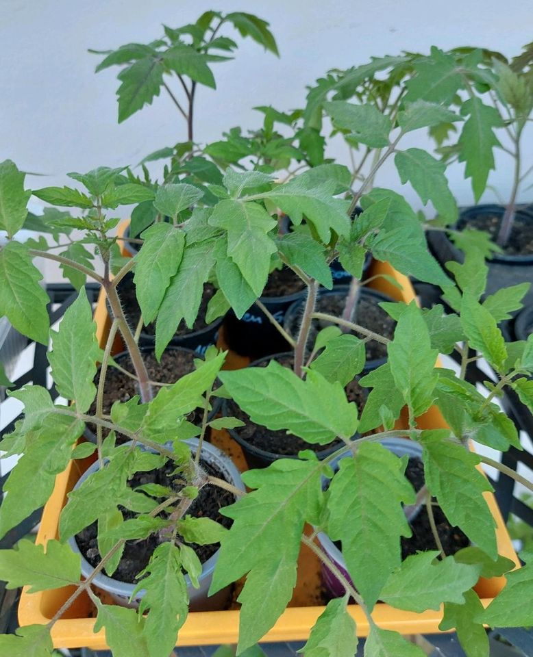 Pflanzen Tomaten Paprika Chili in Reichertshofen