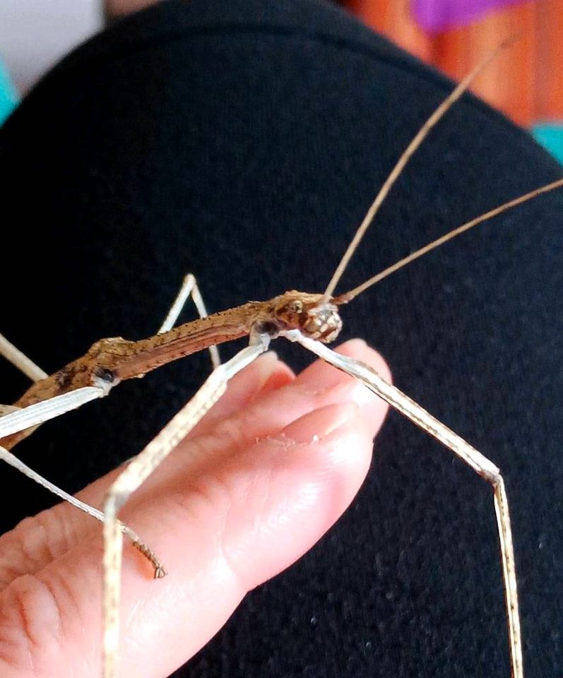 Rotflügelige Stabschrecke (Phaenopharos khaoyaiensis) in Wilhelmshaven