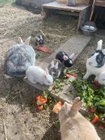 Kaninchen Babys Brandenburg - Großbeeren Vorschau