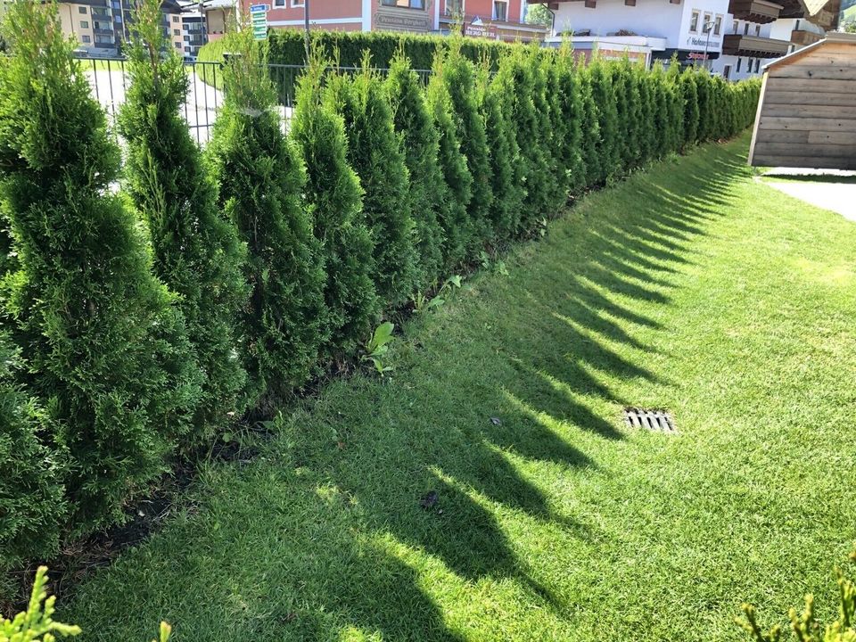 Thuja Smaragd Lebensbaum 110-130 cm - Hecke - Zaun - Pflanzen in Obersulm