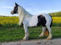 *Irish cob*Tinker*Stute*Freizeitpferd Nordwestmecklenburg - Landkreis - Gadebusch Vorschau