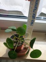 Pilea peperomioides, Ufopflanze, Geldbaum Nürnberg (Mittelfr) - Oststadt Vorschau