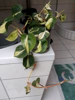 Suche philodendron rio zum Tausch Bayern - Hilpoltstein Vorschau