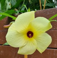 Hibiskus Manihot Samen Sachsen - Krostitz Vorschau