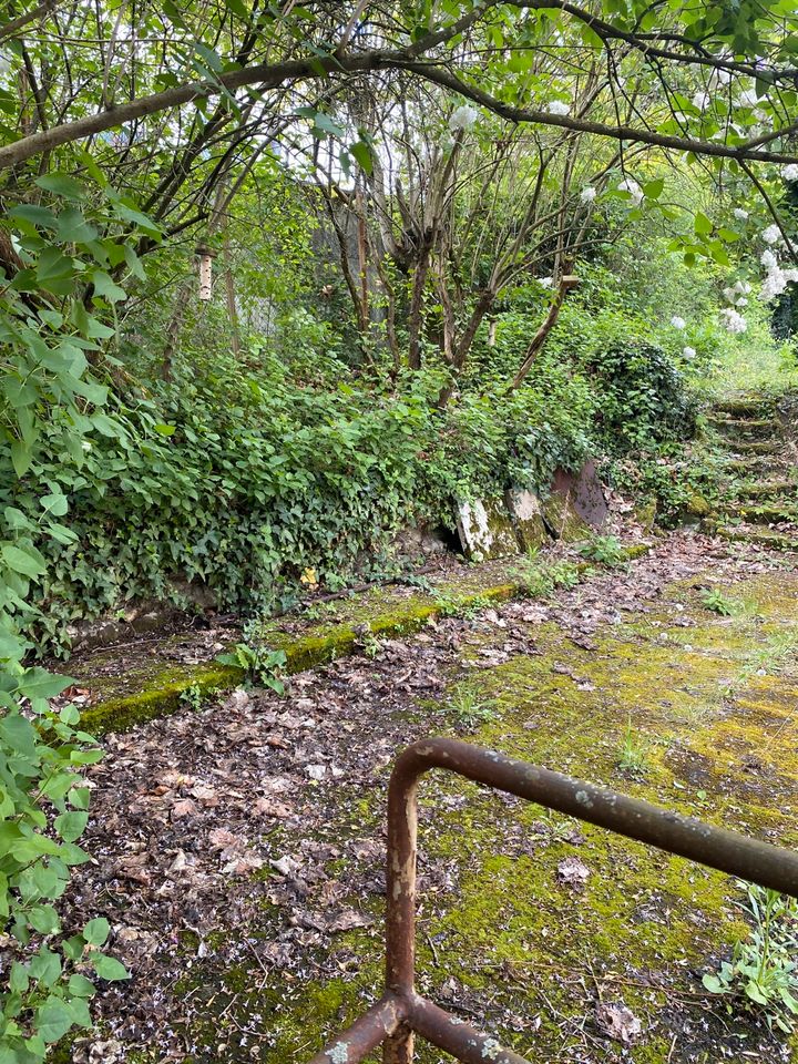 Entfernung von Moos in Stuttgart