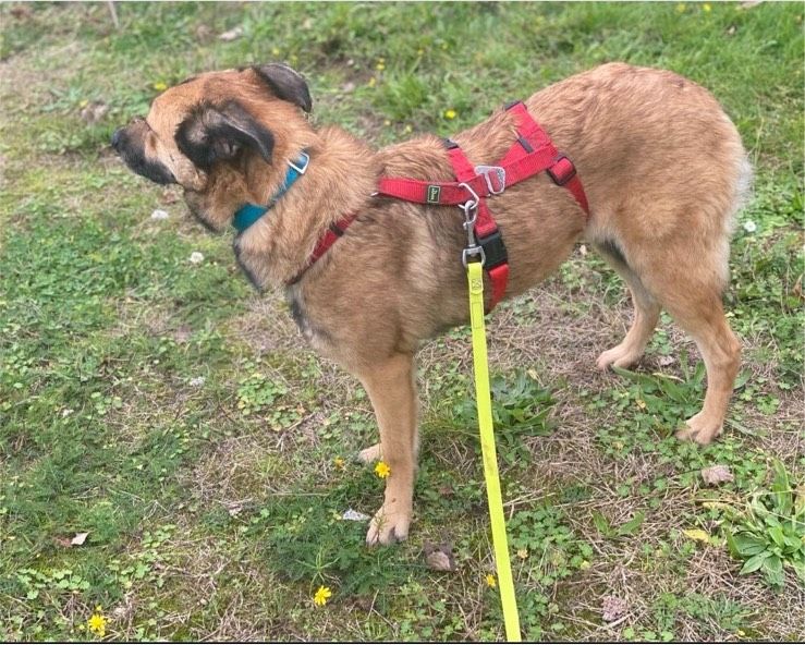 Fifi, Hündin kastriert, ca 2,5 Jahre, ca 50 cm in Wegberg