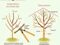 Baumschneiden Heckeschneiden Heckenentfernung Rindenmulch m3 79EU Berlin - Lichtenberg Vorschau