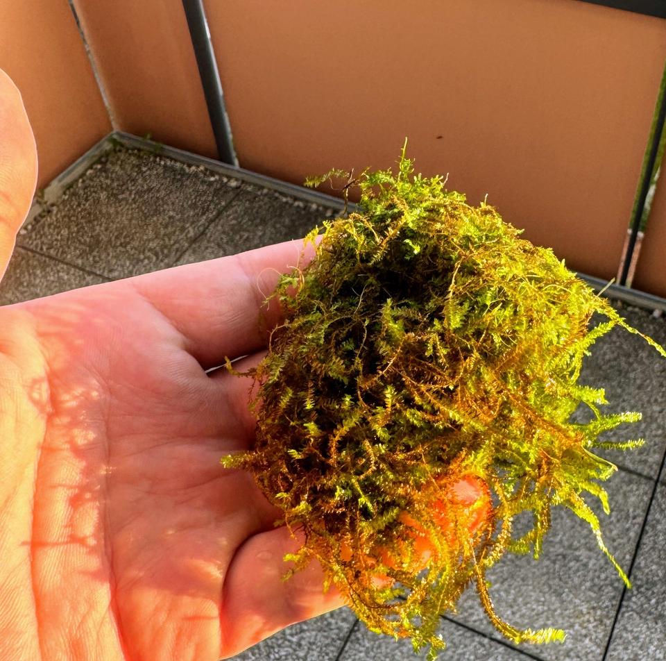 Wasserpflanzen  "Anubias"  Bucephalandra, Moose, verschiedene Art in Ehningen