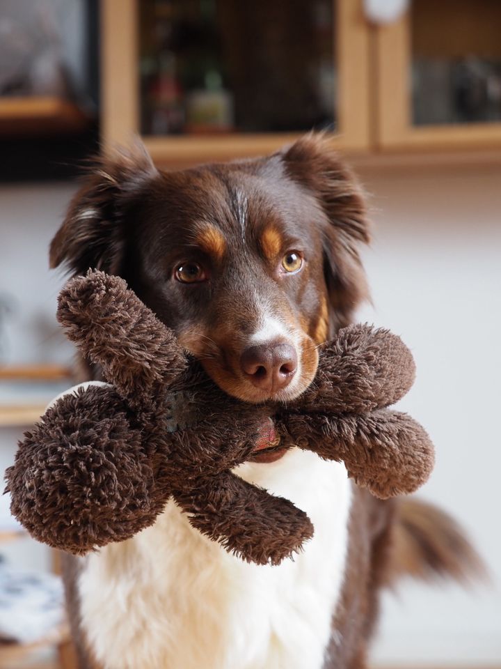 Gassi geher, Hundebetreuung an schwierigen Hund in Oppenweiler