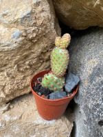 Opuntia Microdasys Kaktus Kakteen Nordrhein-Westfalen - Detmold Vorschau