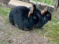 2 Kaninchen suchen dringend ein neues Zuhause Bremen - Osterholz Vorschau