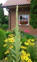 Königskerze mit großer gelber Blüte Ableger siehe 2.Bild Niedersachsen - Sassenburg Vorschau