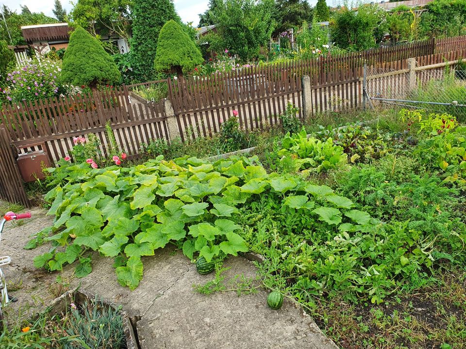 Pachtgarten in Merseburg Süd in Merseburg