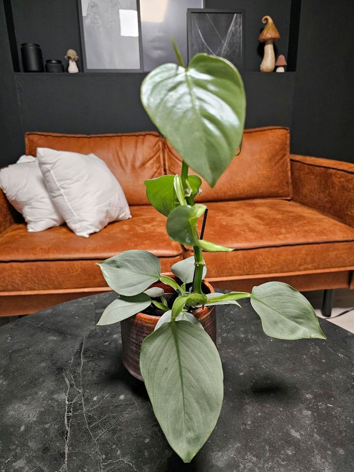 Philodendron Hastatum Silver Sword | Jungpflanze in Duisburg