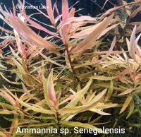 ❌ VERKAUFT ❌⭐☘️ Ammannia sp. Senegalensis Aquariumpflanzen Niedersachsen - Meppen Vorschau