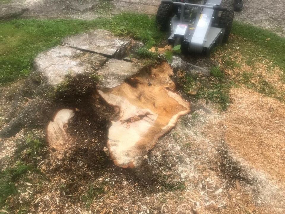 Baumstumpf Stümpfe Stuppen Wurzel Baumwurzel entfernen in Guthmannshausen