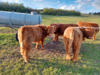 Schottische hochlandrinder Highlands cattle färsen Thüringen - Geisa Vorschau
