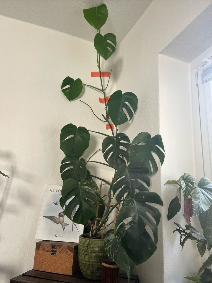 Ableger Monstera Variegata in Rostock