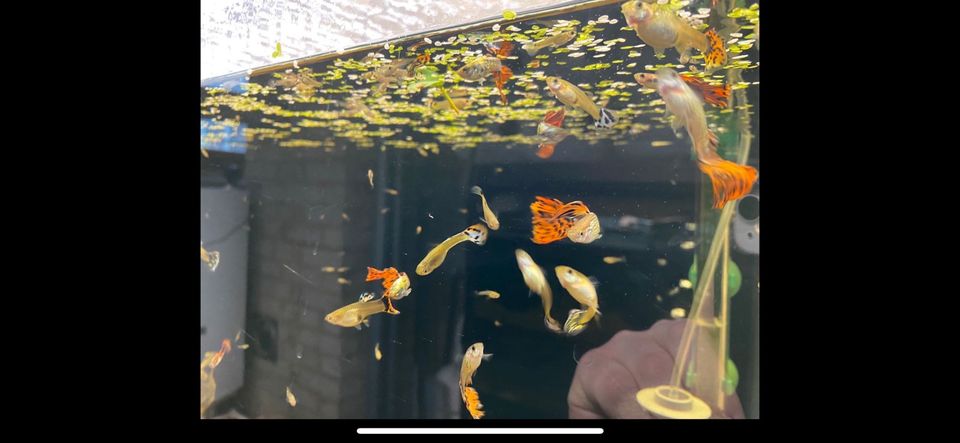 Guppys Fische Privatzucht viele Arten in Barchfeld