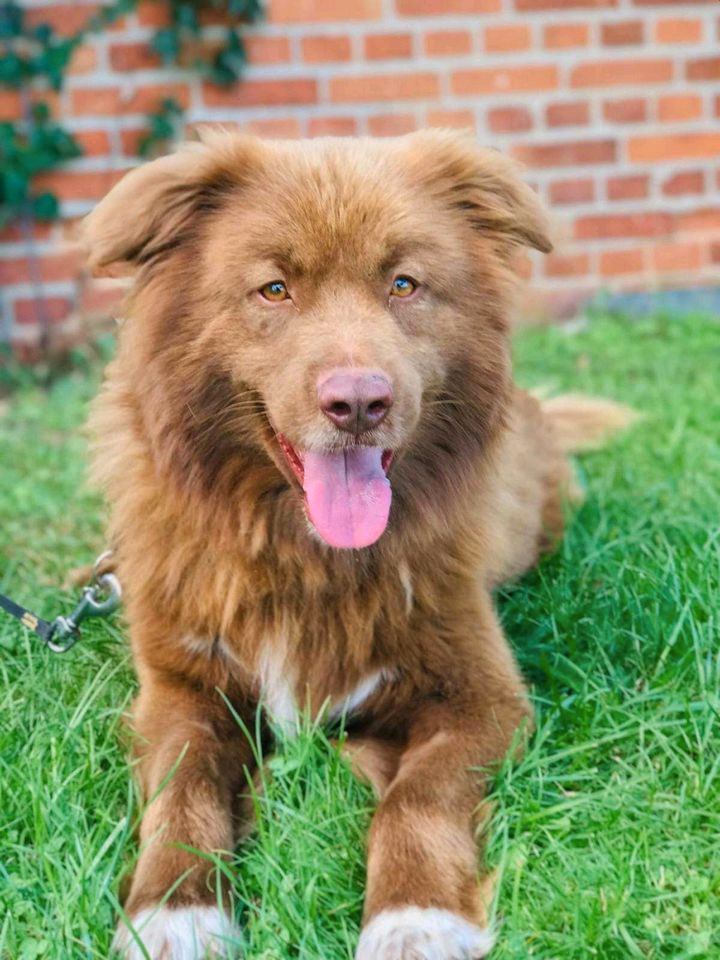 Mischa- wunderschöner Rüde sucht sein Glück in Salzwedel