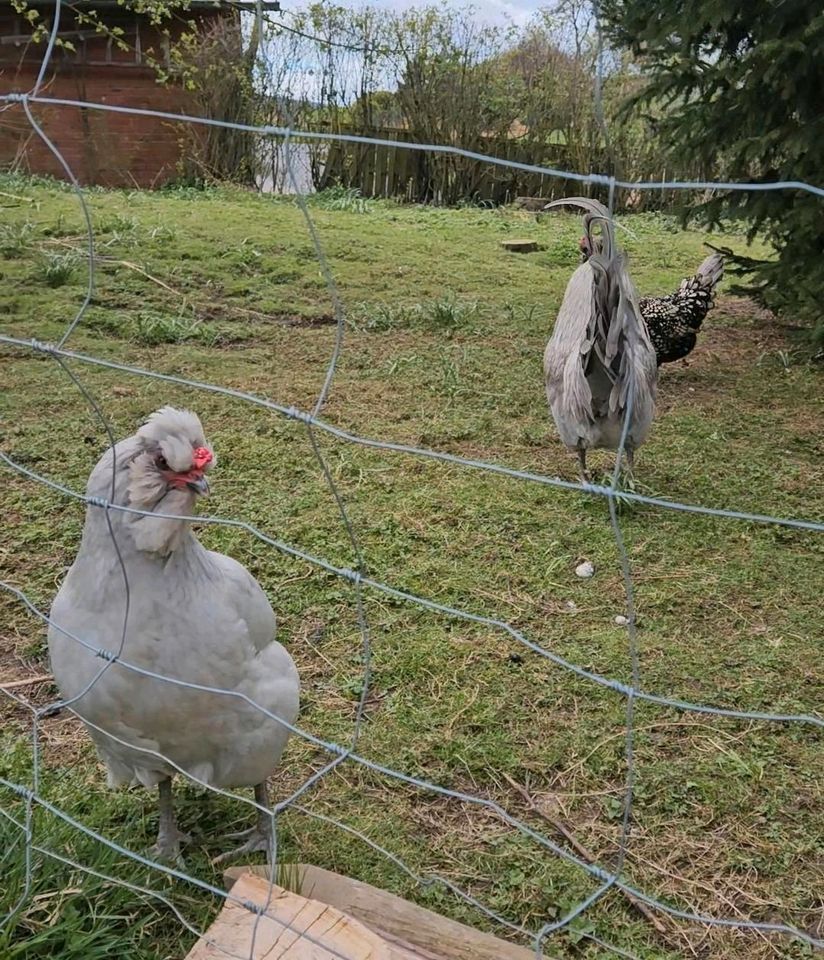 Zwerghühner gestohlen 200€ Finderlohn in Sibbesse 