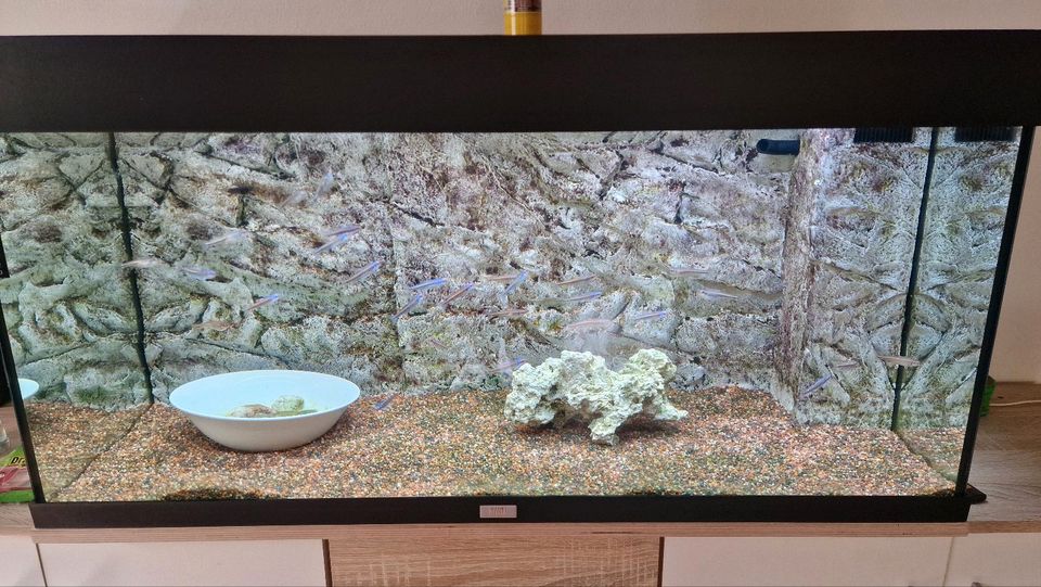 Aquarium Juwel 180l in Schwarzenbach b. Pressath