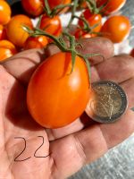 Große Cocktail Tomaten Orange  alte Sorte 5 Samen aus Sardinien Baden-Württemberg - Esslingen Vorschau
