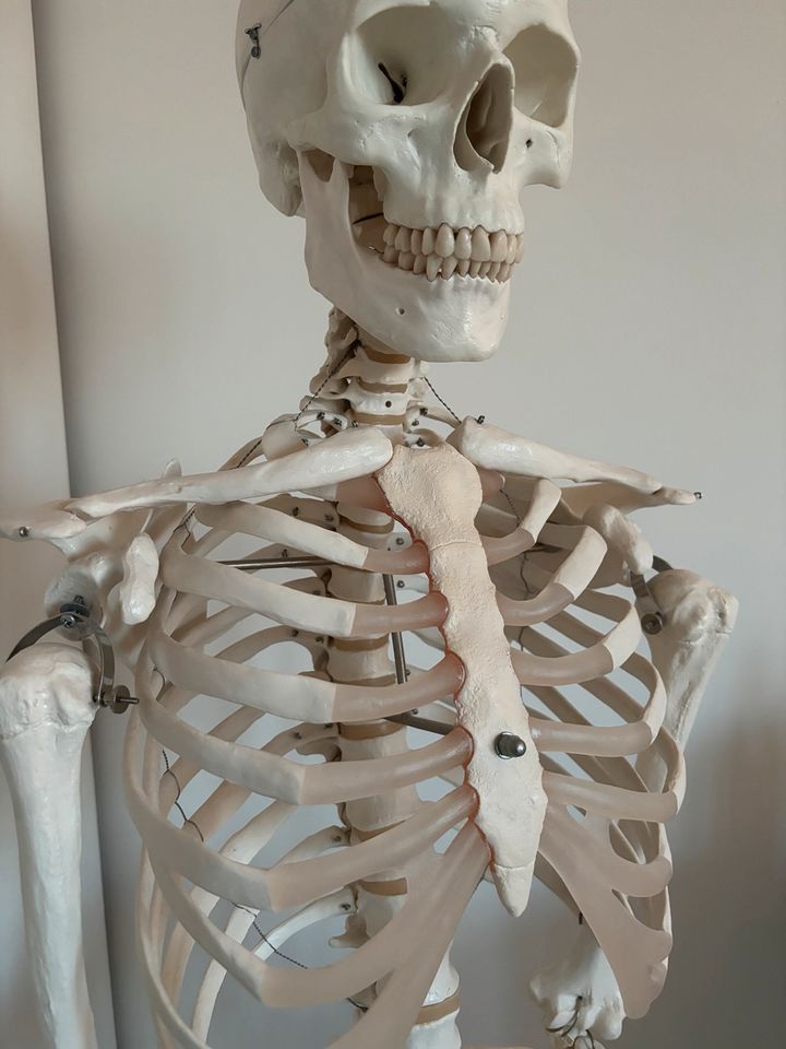 Skelett 3B Scientific - Medizinstudium - Physiotherapie - Rettung in Regensburg