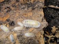 Armadillidium vulgare "Magic Potion" Zierassel Baden-Württemberg - Bad Waldsee Vorschau